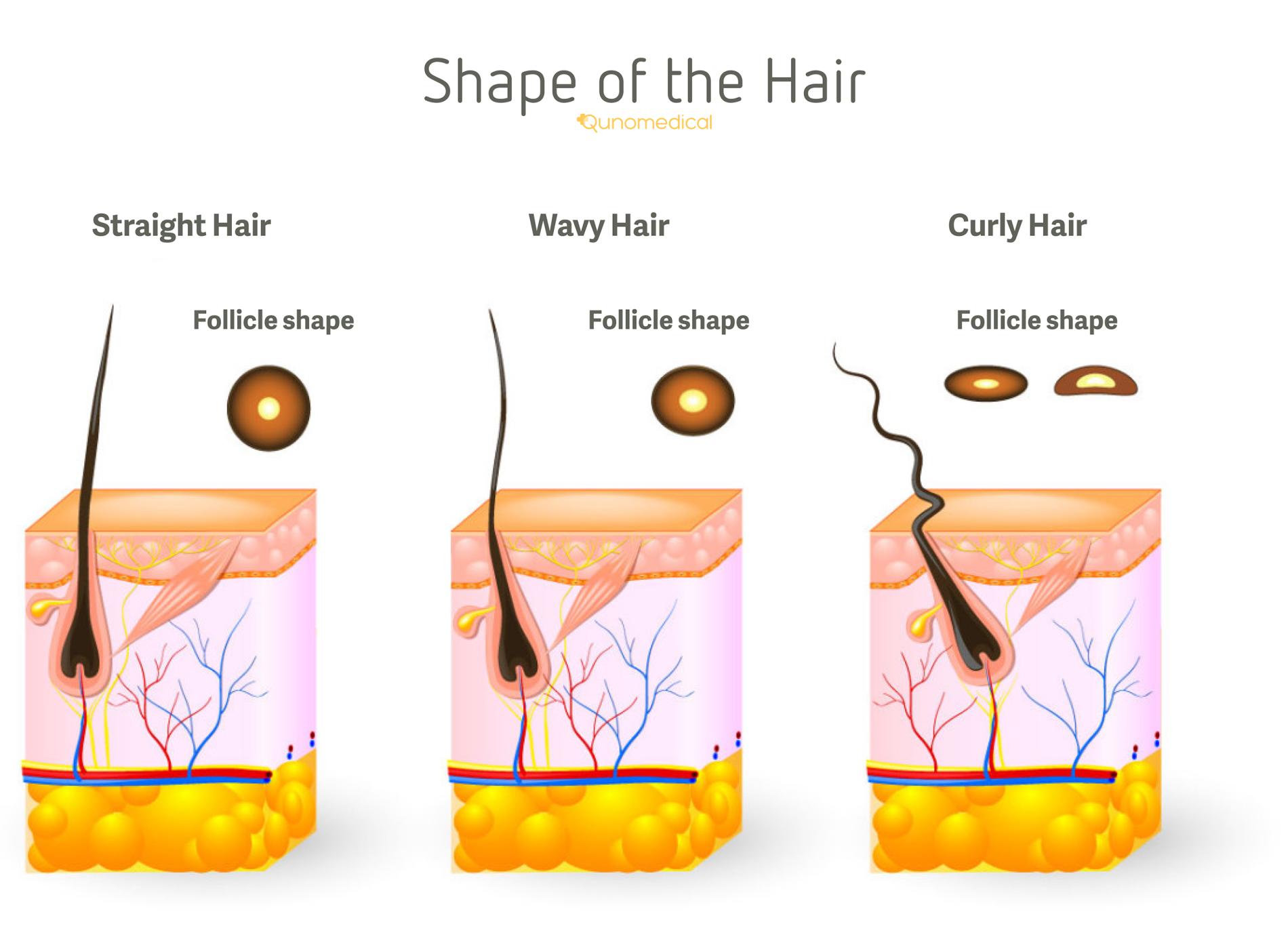 Illustration showing the different shapes of hair.