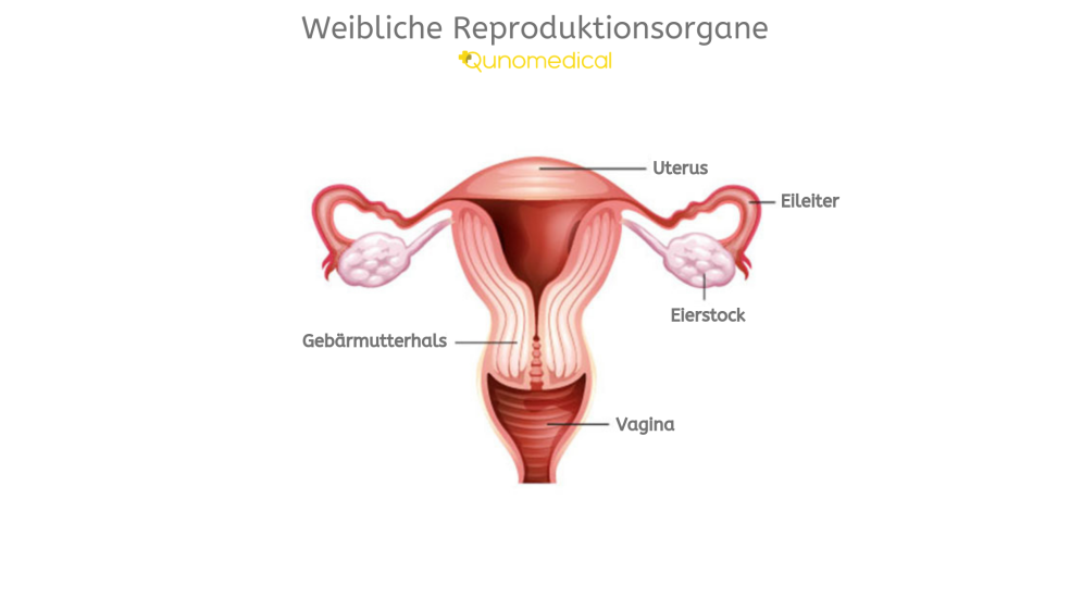 Eileiterentfernung nebenwirkungen Entfernung der