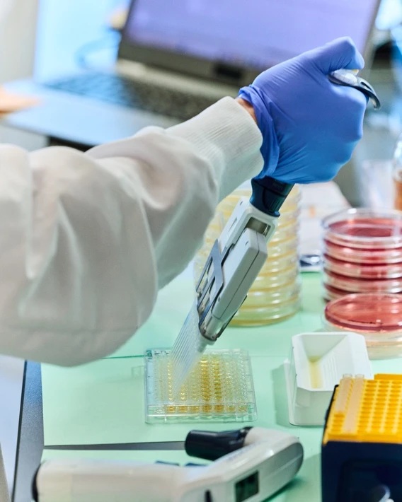A researcher uses a multichannel pipette to fill a microplate in a lab.