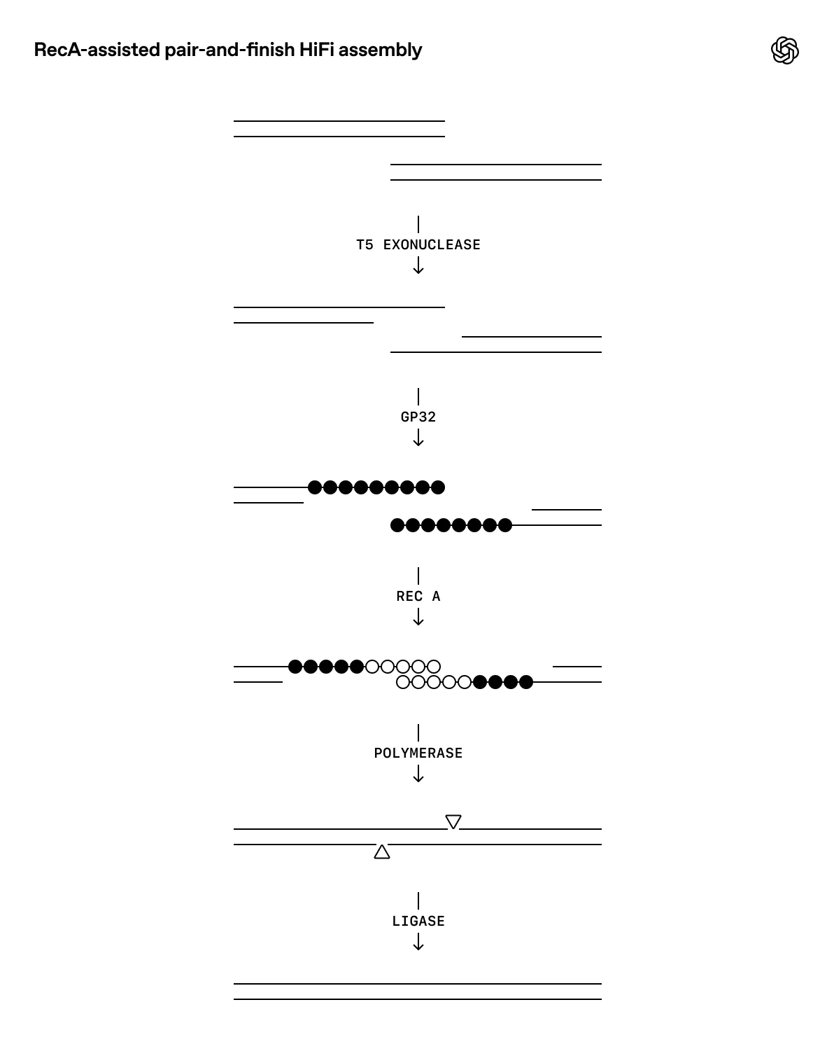 Diagram showing the steps of RecA-assisted pair-and-finish HiFi DNA assembly, with labeled stages for T5 exonuclease, GP32, RecA, polymerase, and ligase acting sequentially on DNA strands.