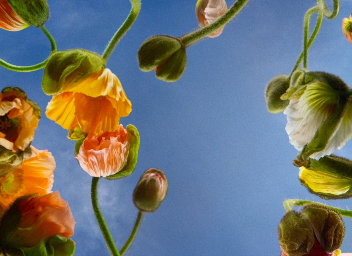 Yellow, peach and white flowers with curved green stems against a blue background.