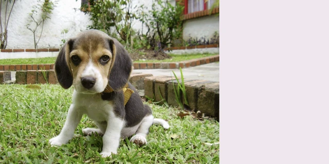 Debatedog