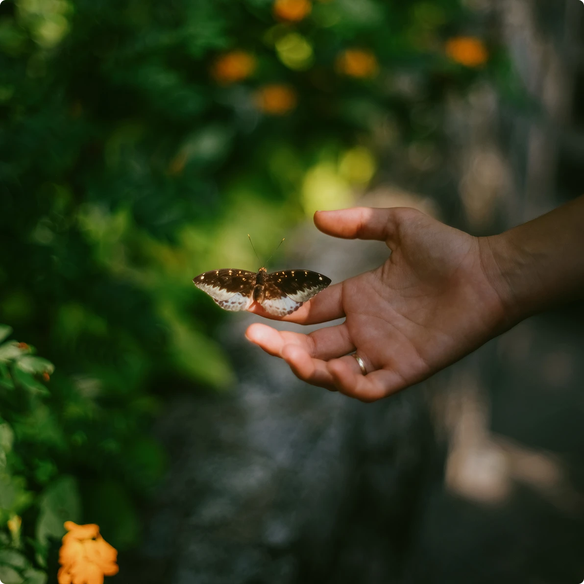 A hand gently holds a butterfly in a lush, sunlit garden. The background is filled with greenery and orange flowers, evoking a calm, nature-focused atmosphere.