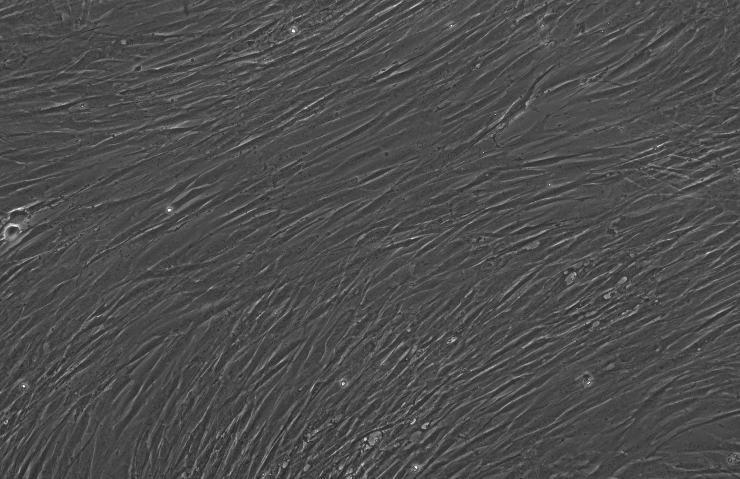 Microscope image showing a dense layer of elongated, spindle-shaped cells aligned in mostly parallel orientations. The image is in grayscale, with fine cell boundaries and textures visible. A scale bar at the bottom right indicates 400 micrometers.