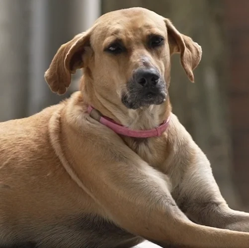 chatgpt-images-example-1-input-2