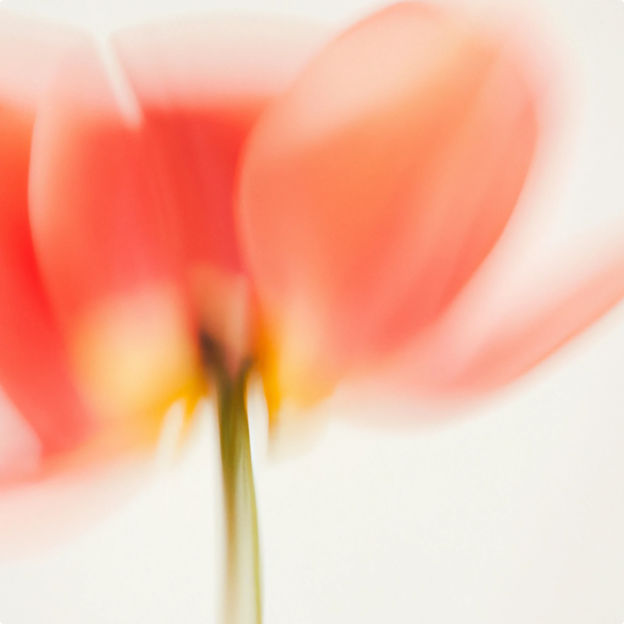 A textural blurred image of a red flower.