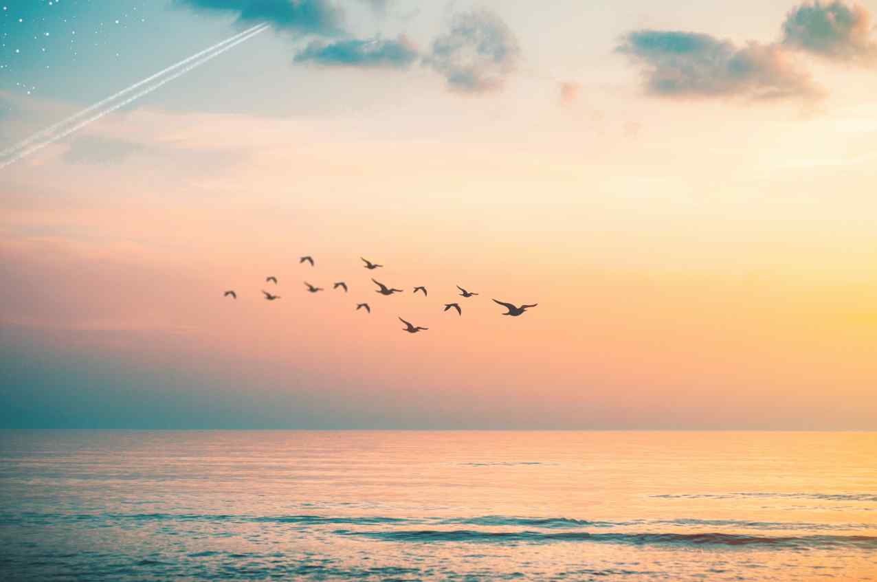 A flock of birds flying over the ocean in front of the sunset.