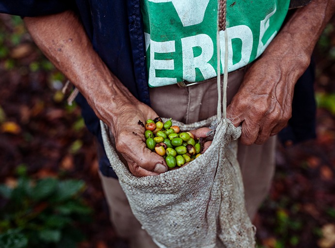 Kaffeebauer mit rohen Kaffeebohnen in der Hand
