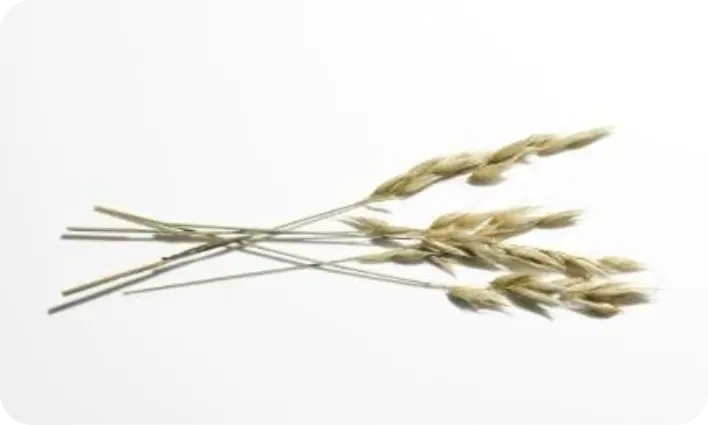 Oat