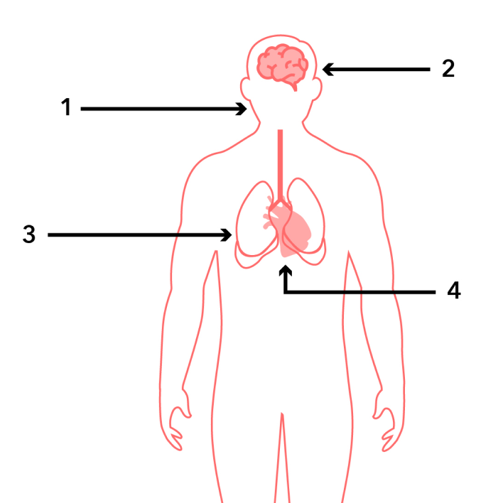 Body with brain, mouth, lungs and heart