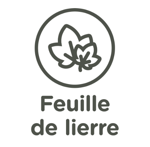 Feuille de lierre anglais