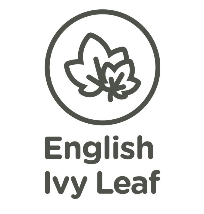 English Ivy Leaf