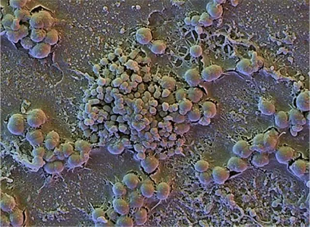 Image microscopique de cellules bactériennes du microbiome