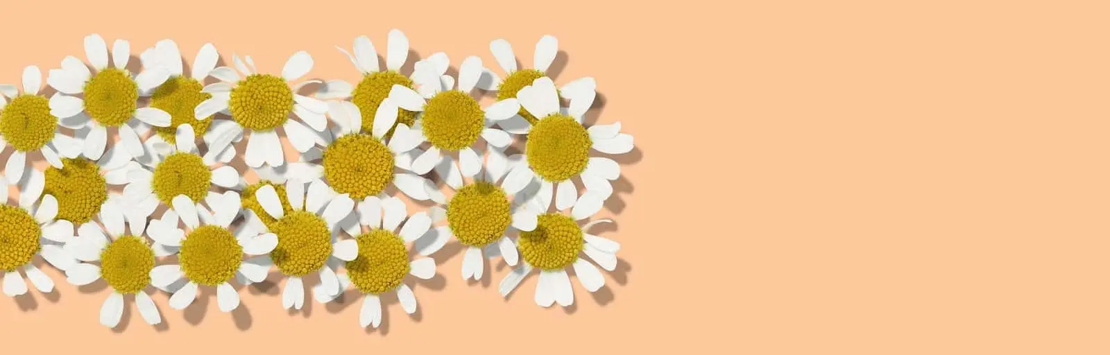ingrédient de soin de la peau à base de camomille de La Reine AVEENO®