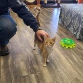 Mochas And Meows - Gallery