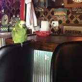 Cruise Inn Throttle Down Bar and Grill - Gallery