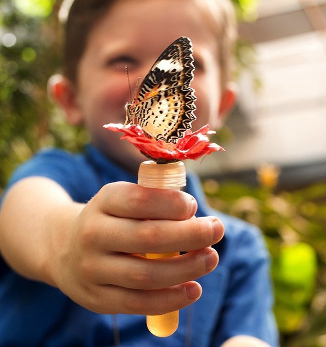 Top Tips for Visiting Branson’s Butterfly Palace with Young Kids