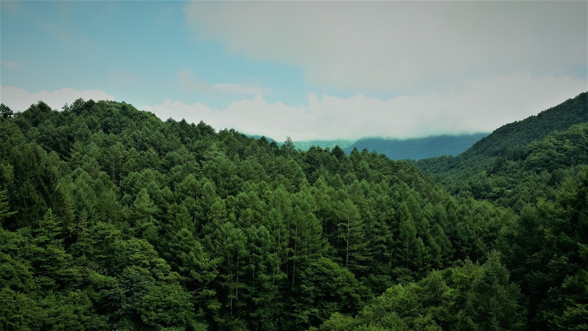 BLOG_forest_top_view