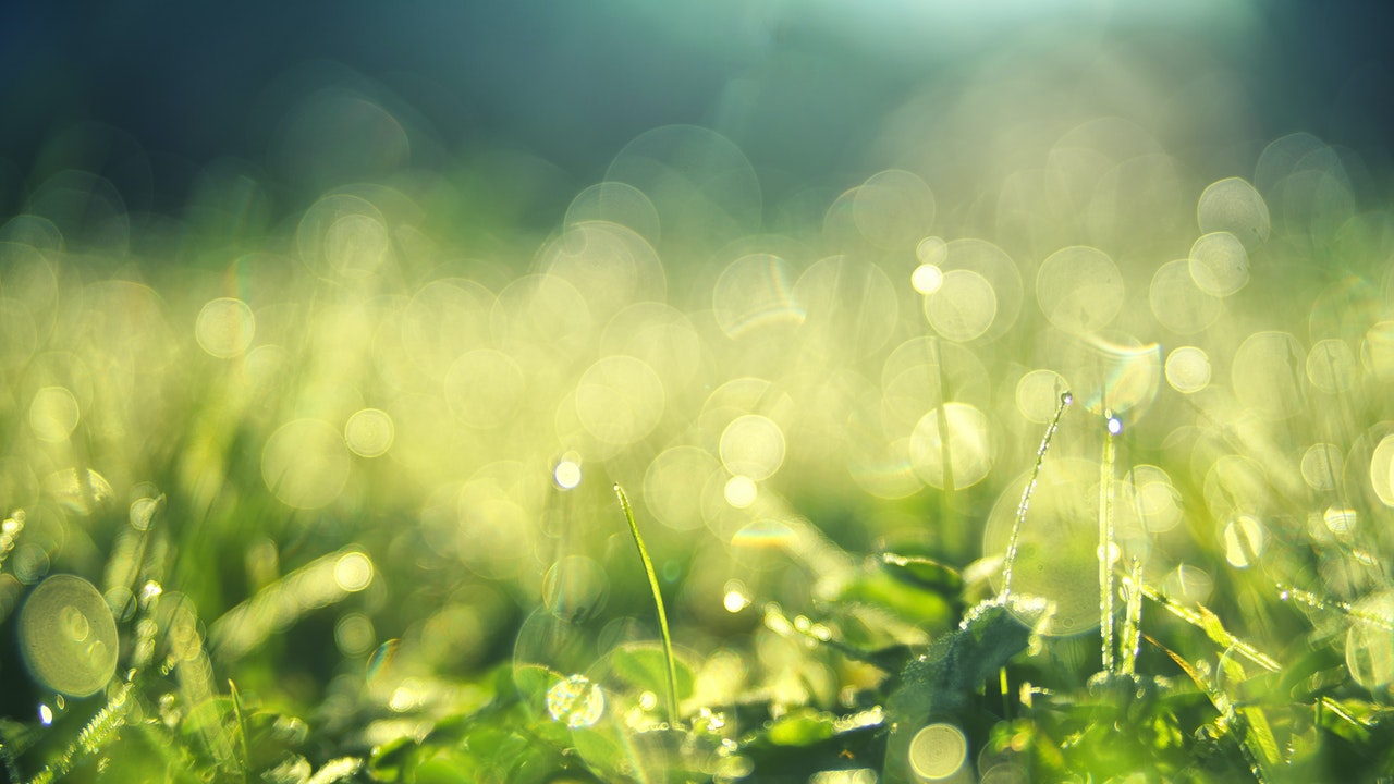 BLOG_grass_light