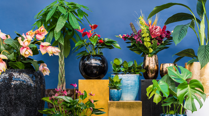 plants-bleu-wall