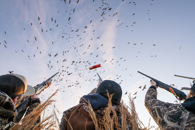 Where to Hunt During Conservation Snow Goose Season-image