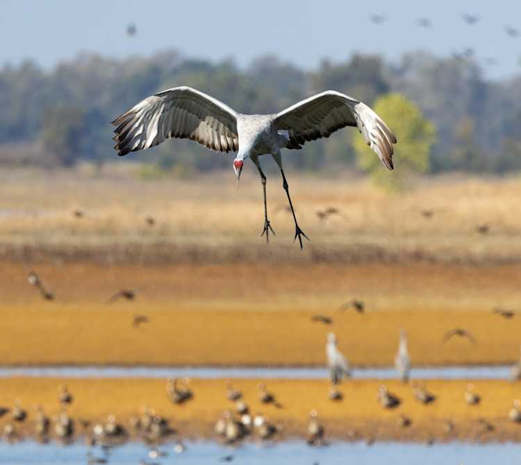 Sandhill Crane Taco Recipe-image