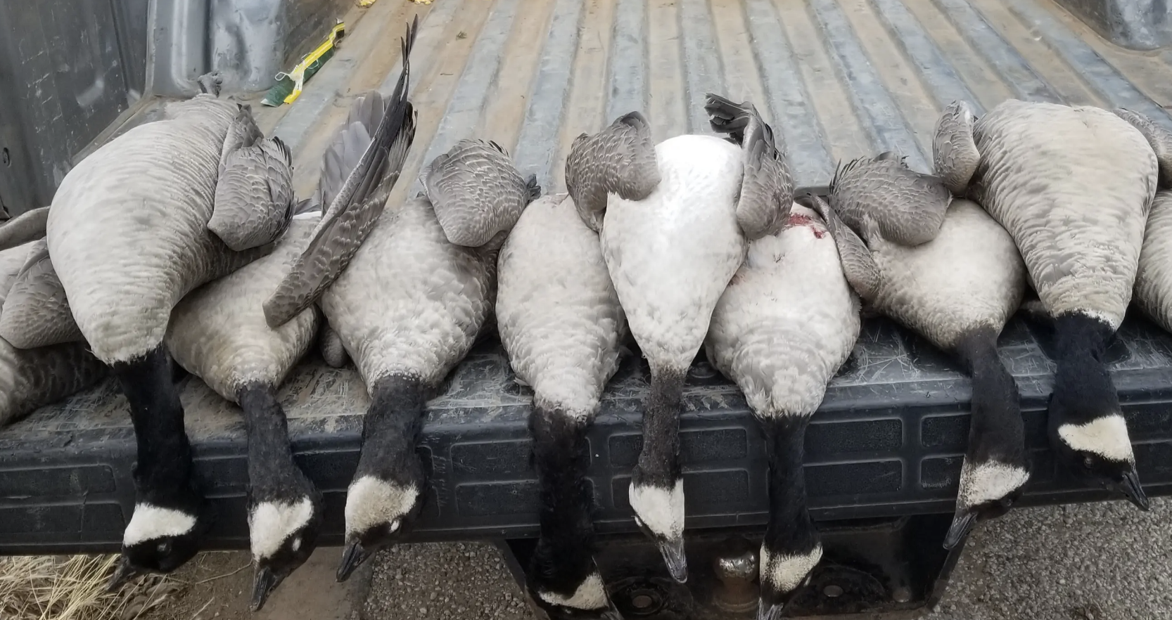 Texas Guided Goose Hunting Outfitters-image