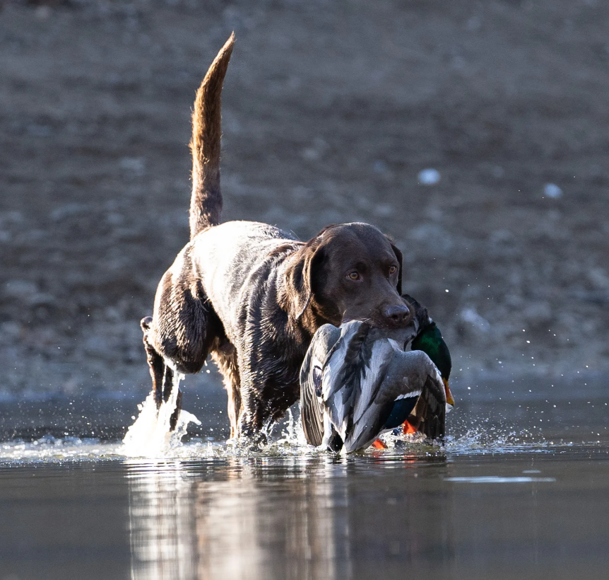 Guided Hunts in North Dakota Mallard Bay