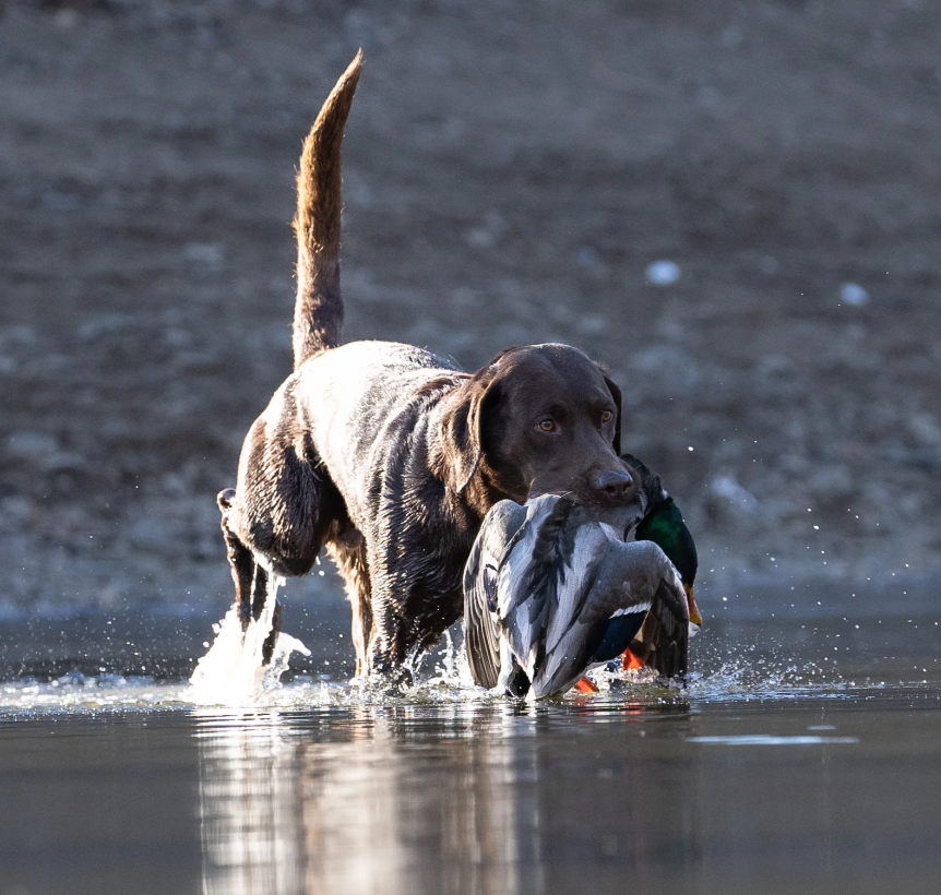 North Dakota Guided Duck Hunting Outfitters-image