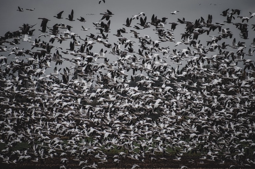 Canada Waterfowl Hunting Updates & Where to Hunt Next Fall-image