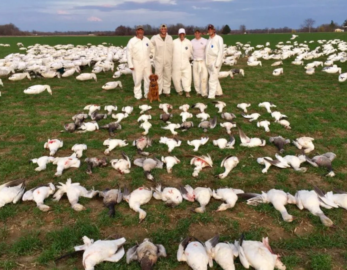 South Dakota Guided Goose Hunting Outfitters-image