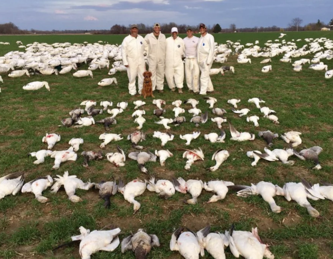 How To Find SD Goose Hunts Mallard Bay