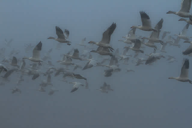 Snow Goose Chili-image