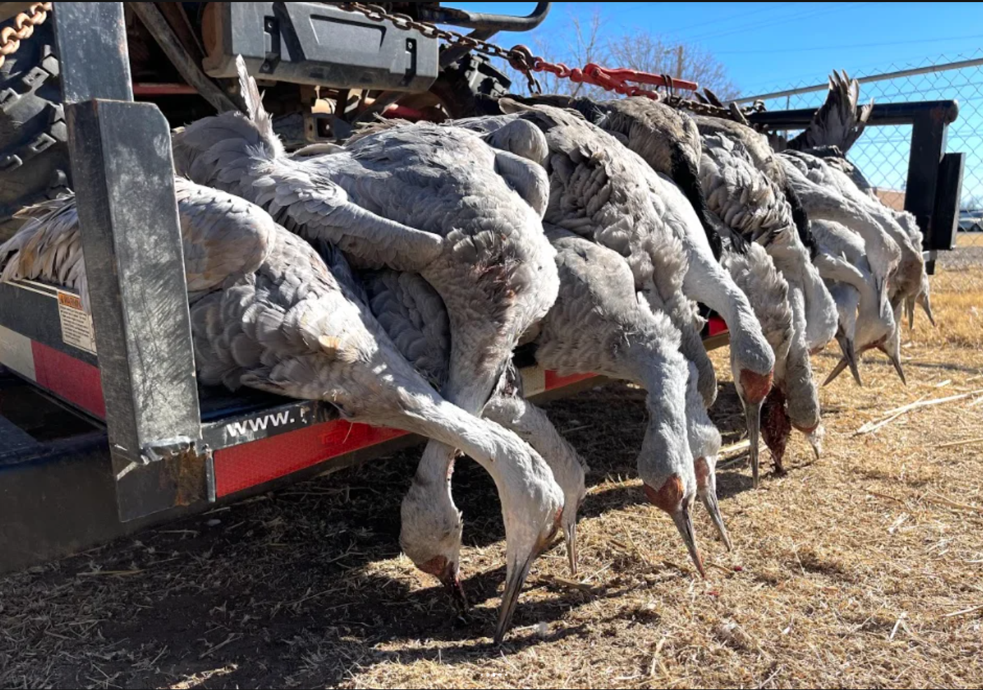 Your guide to Sandhill Cranes hunting in Texas-image