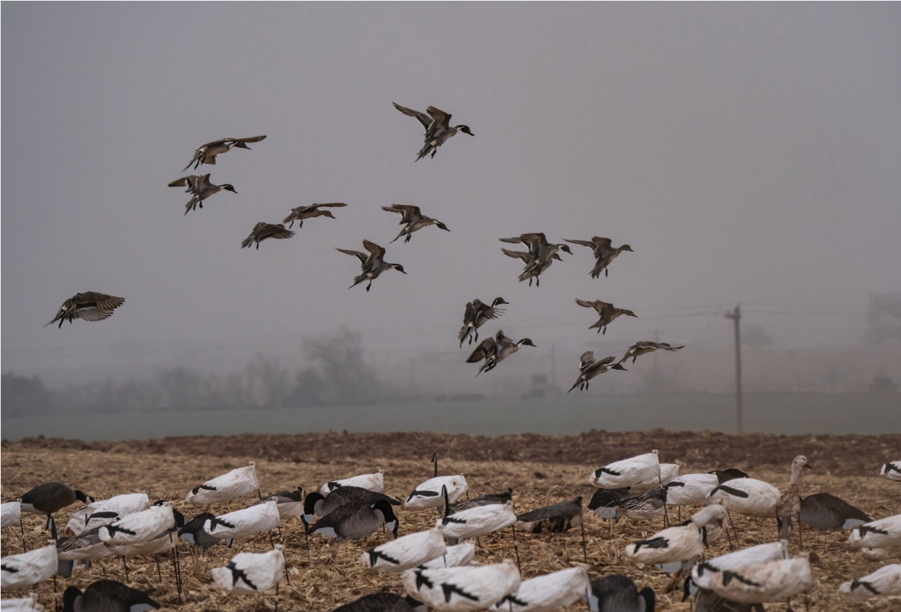 Waterfowl Hunting In Canada: What American Hunters Need To Know ...