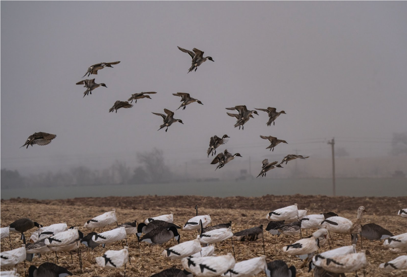 Waterfowl Hunting in Canada: What American Hunters Need to Know -image