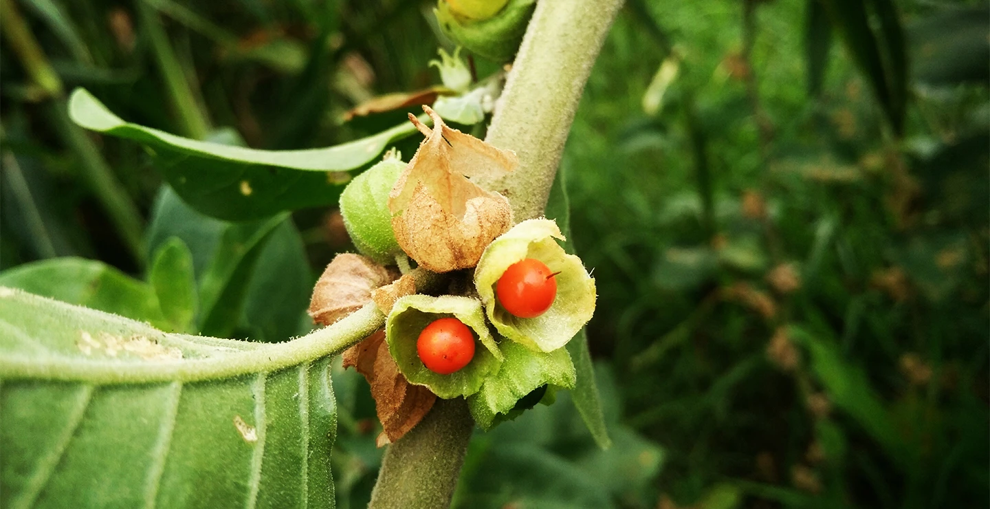 Ashwagandha berry for sleep