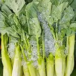 Sautéed Winter Greens 