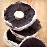 Portobello Mushroom Stacked Lasagna 