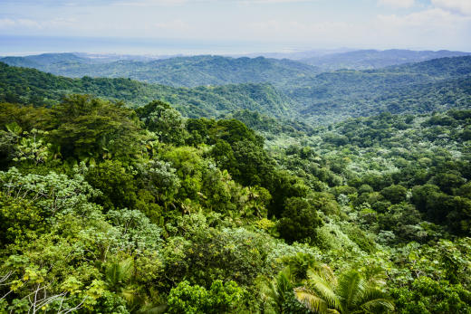 Regenwald El Yunque, Luquillo