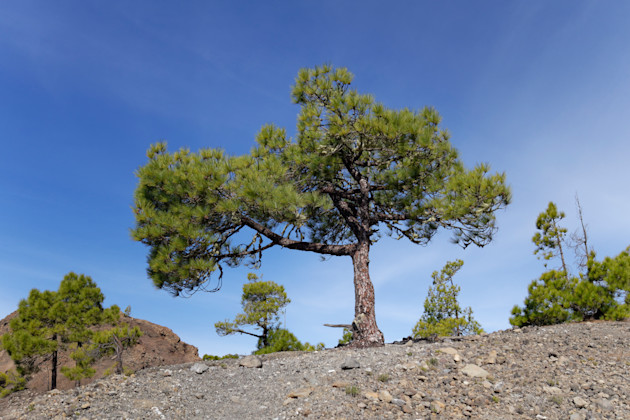 Tajuya, La Palma