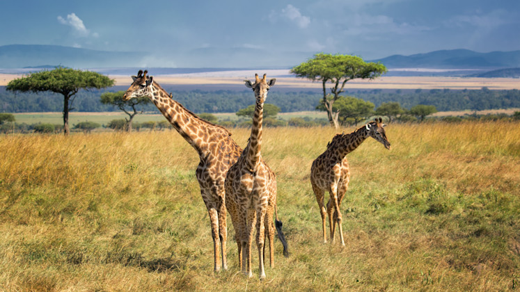 Masai Mara, Provinz Rift Valley