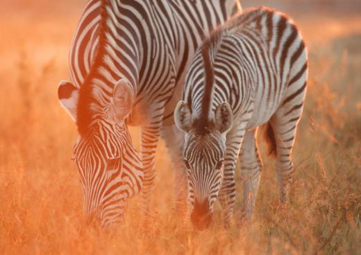 Burchell's Zebras im Hwange Nationalpark, Zimbabwe