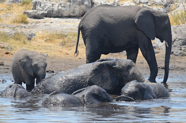 Etosha Nationalpark, Oshikoto