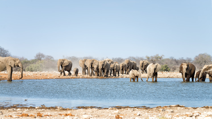 Etosha National Park, Oshana
