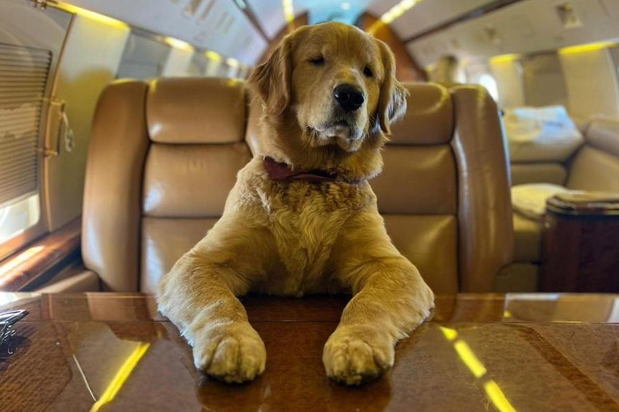 New Thumbnail Size 11 Sep (i) 0001 Dubai-s private jet service for dogs