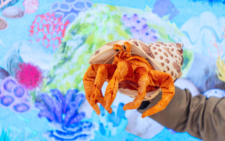 Hani the Hermit Crab