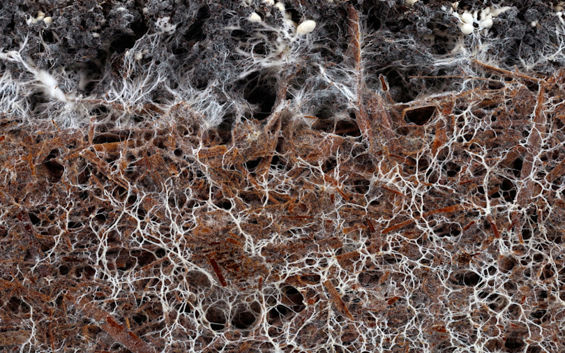 Hidden Web