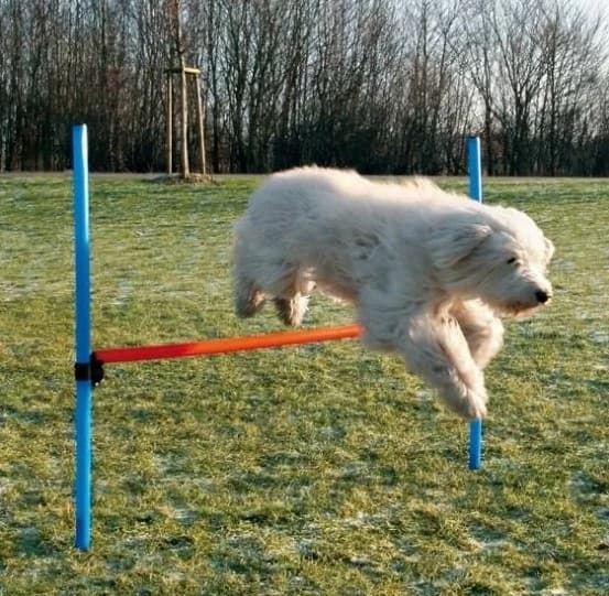 Agility hinder
