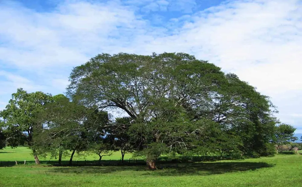 The Guanacaste